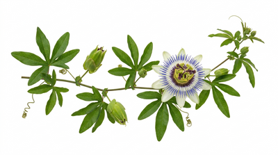 Passiflora